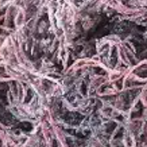 Wildcrafted Purple Sea Moss